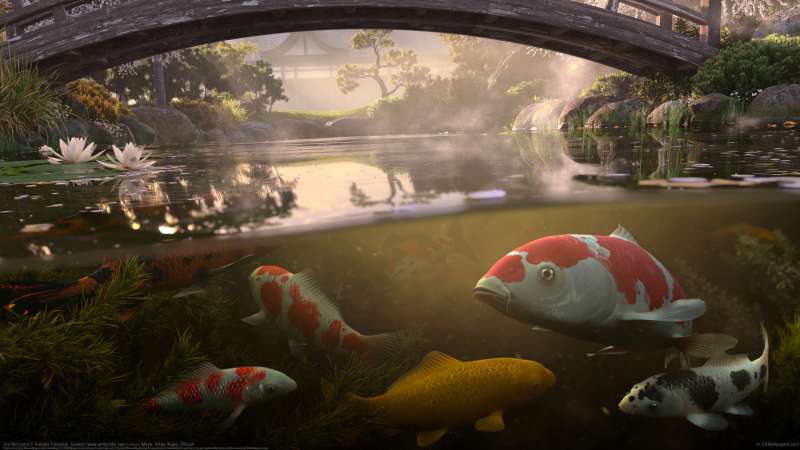 Koi fish pond wallpaper or background